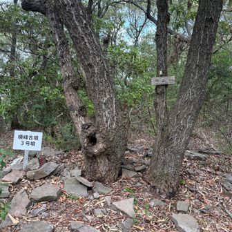 2座目の横山254m山頂は、横峰古墳3号墳（前方後円墳墳）の円の中心