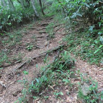 此処から本格的な登山💪
道は両側が笹薮
🐻さん出てこないでぇ～