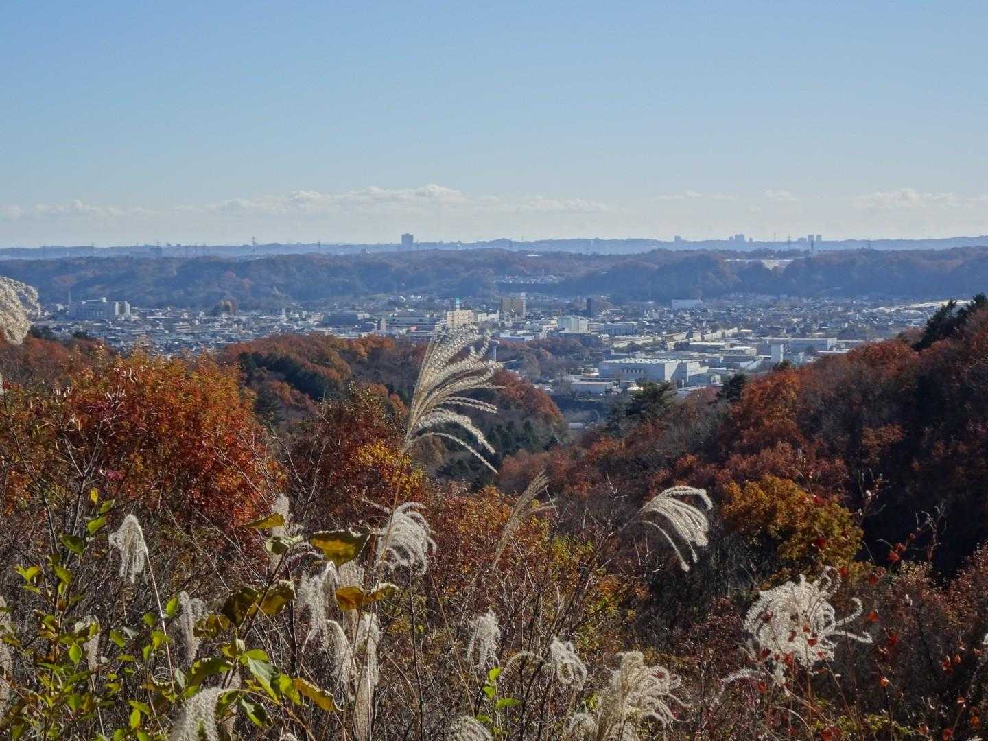 ススキと里山
