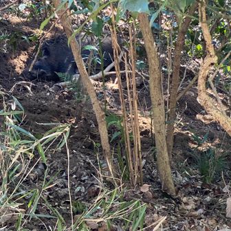 猟銃で撃たれた猪🐗