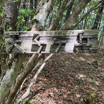 天子ケ岳　眺望なし