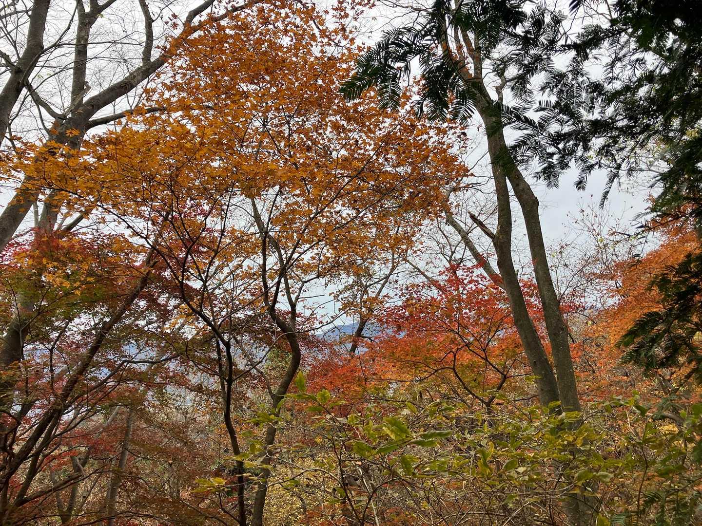 曇天なのが残念、