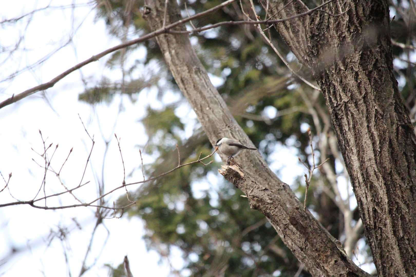 コガラ🐦