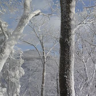 木々の間から名久井岳山頂がチラり