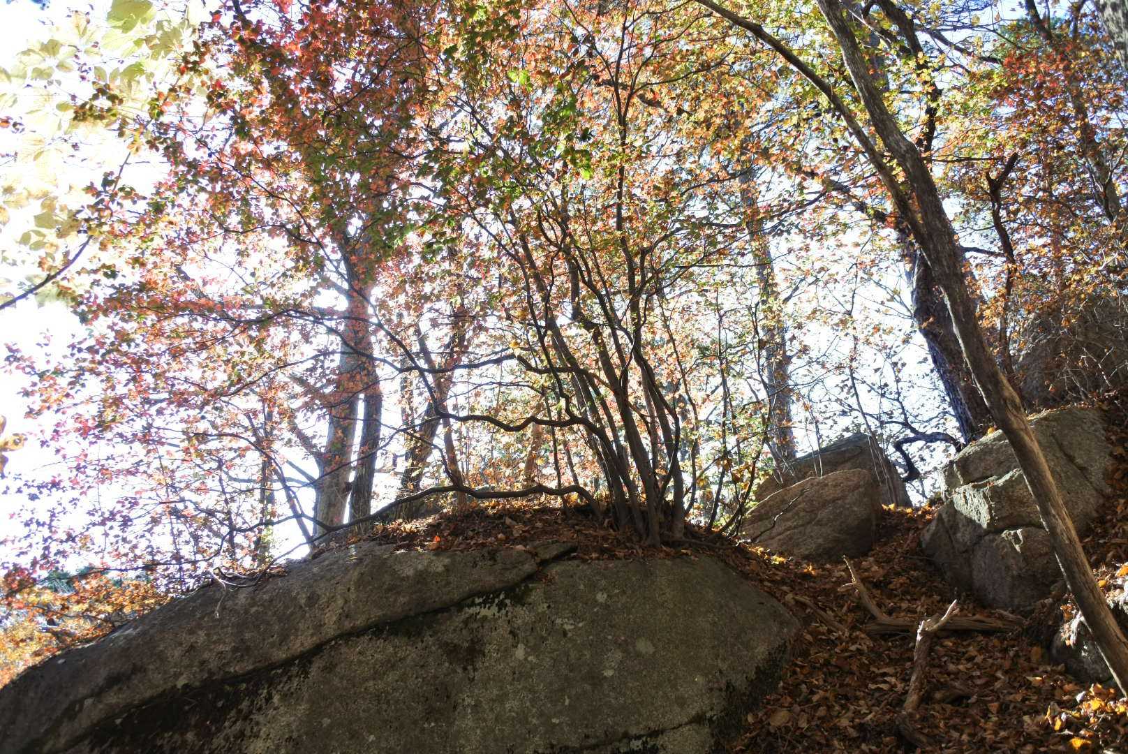 岩岳 周回コースの写真