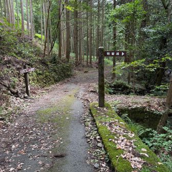 この分岐のとこ