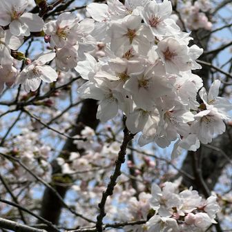 スッカリ春めいてました！