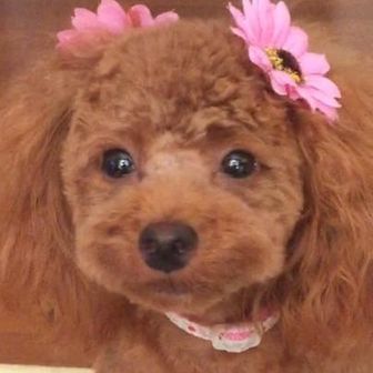 coco