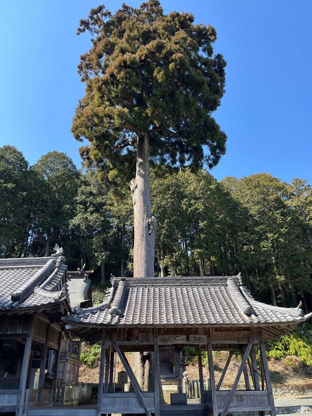 六処神社⛩️にある巨大な杉の木🌲樹齢何年だろう🤔