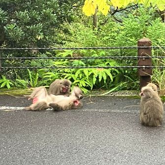 だいこん