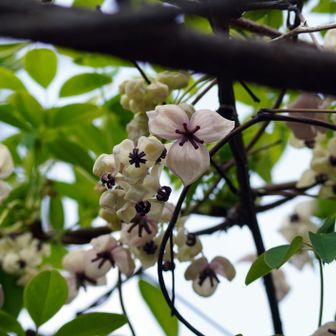 アケビの花