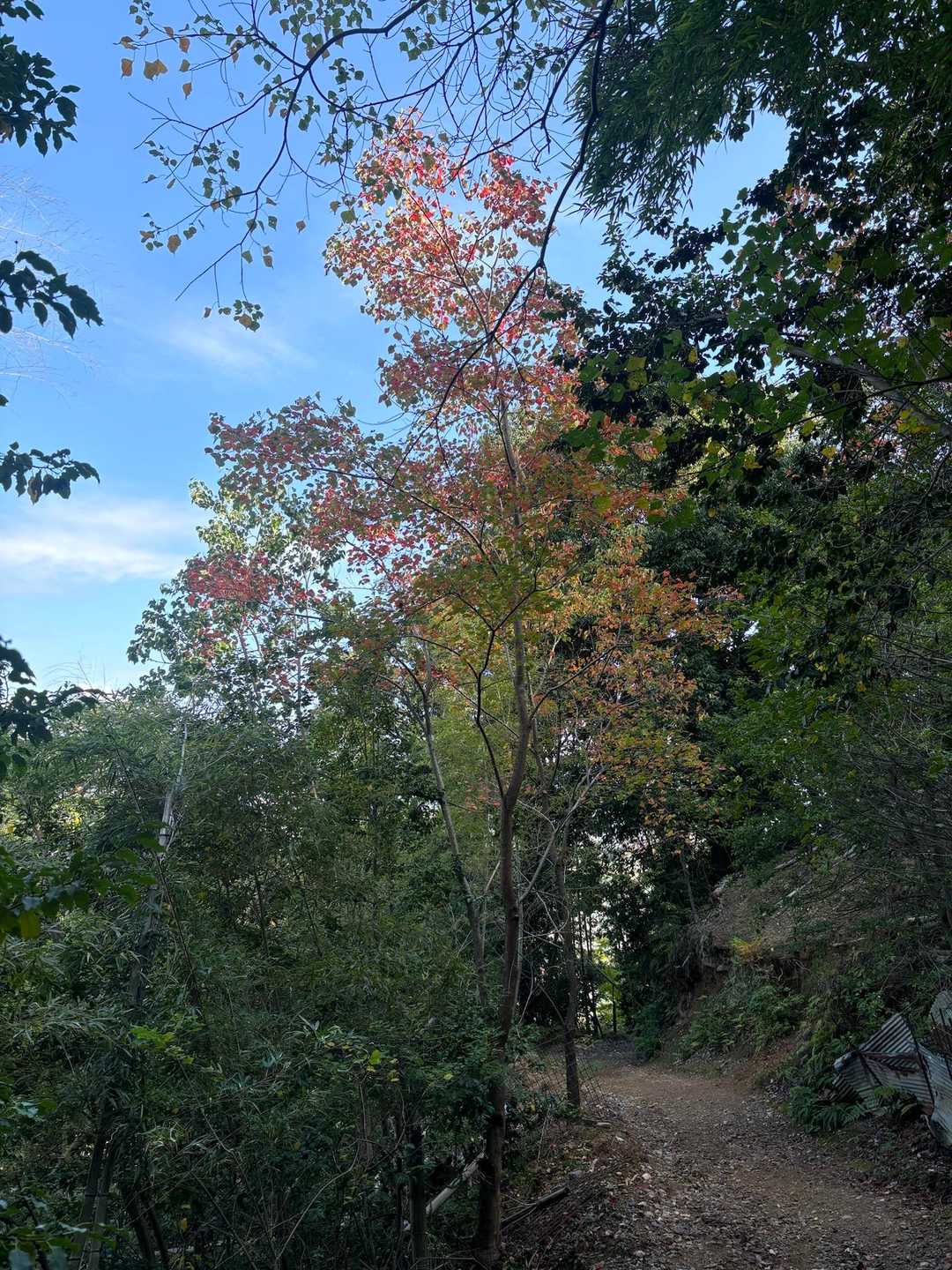 紅葉🍁