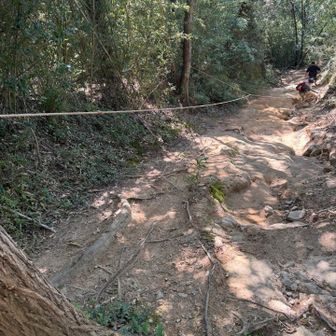 ロープを使わなくても降りられる道
YAMAPを後で確認すると、ここの手前が立ち入り禁止だったようだけど、
登山道に看板も立っていなかったです🤔