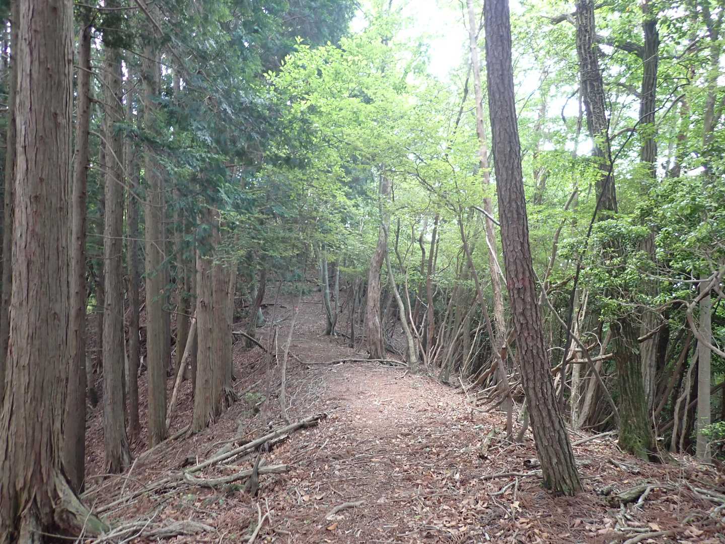いいなぁ、新緑の道。