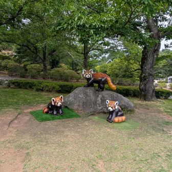 レッサーパンダ推し☝️
癒された〜💓