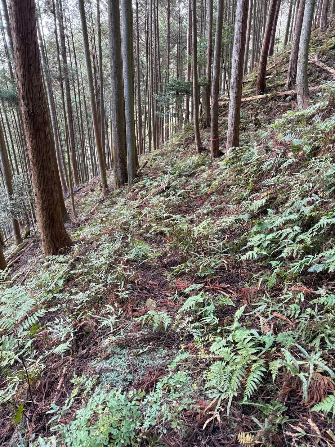 荒れてるけど行けそうな感じです
