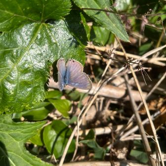 ウラナミシジミかな？🦋