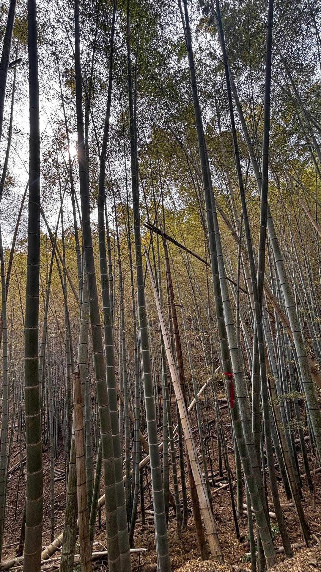 竹藪ロードを歩く。そういば登山で竹藪ってあんまりないよね。京都は多い気がする