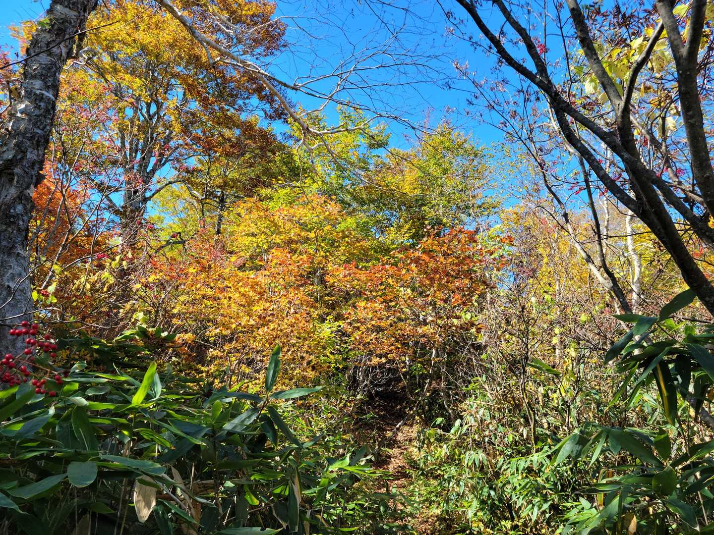 紅葉🍁してますねー👌