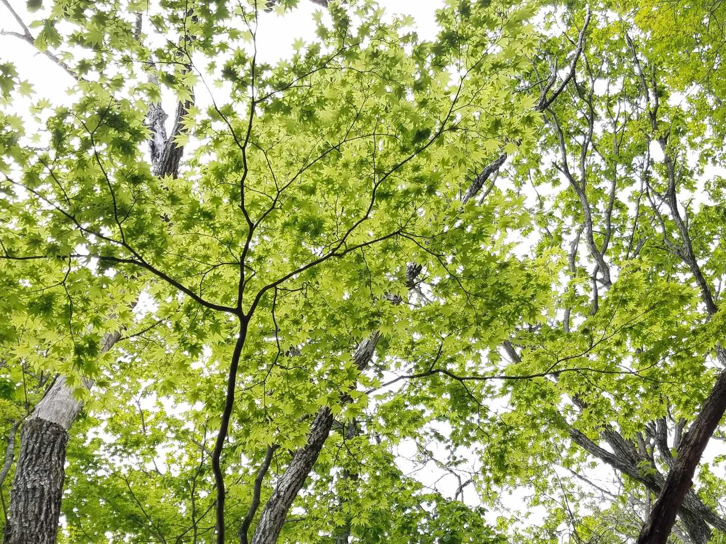 透ける新緑。
