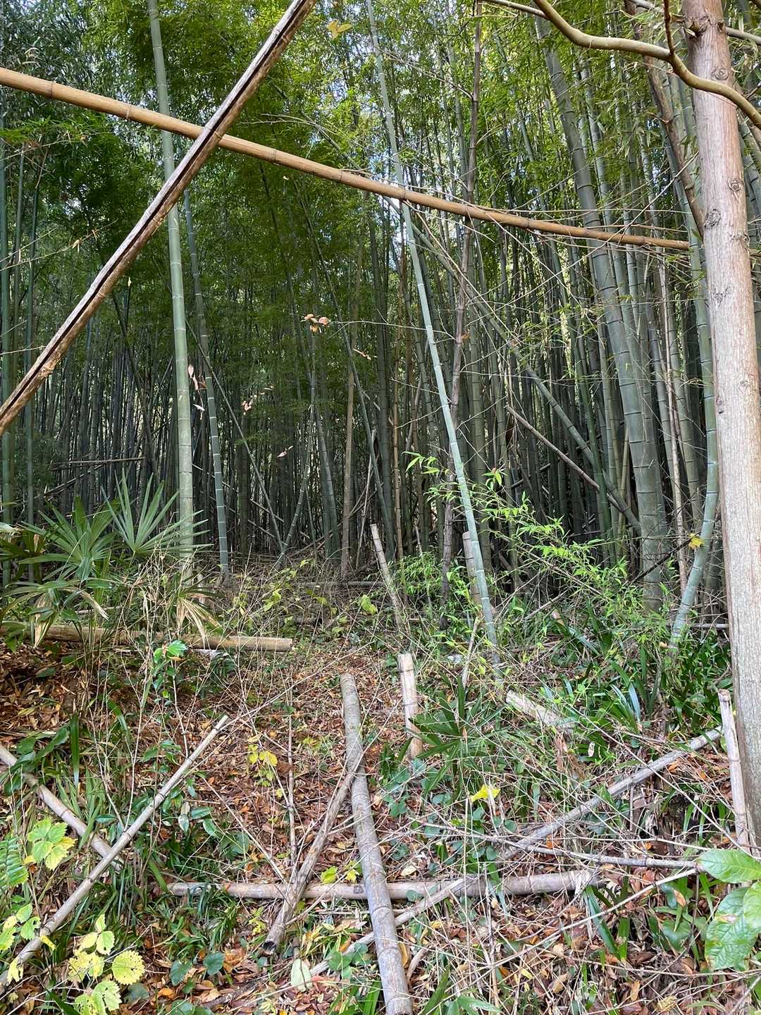 横の竹林はちょっと荒れてますね。