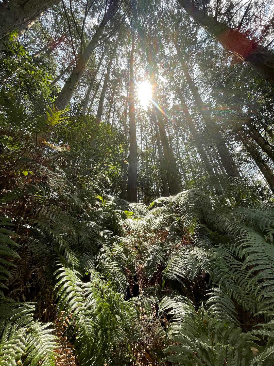 岩屋山 周回コースの写真