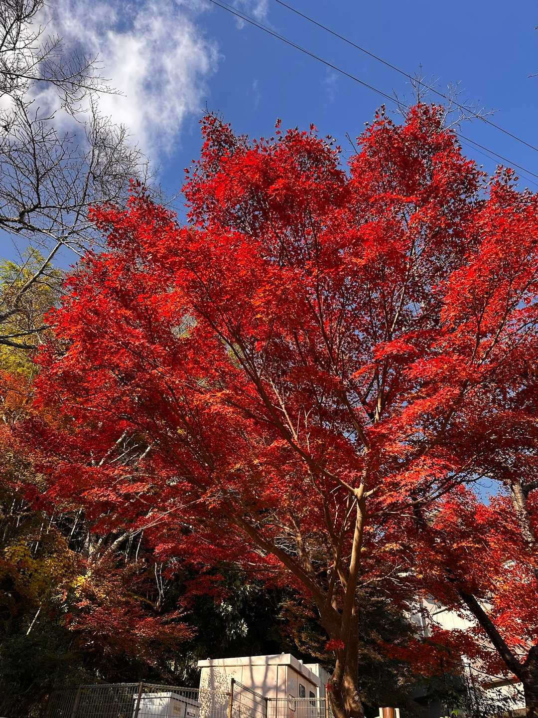 談山神社バス停-談山神社-御破裂山 往復コースの写真