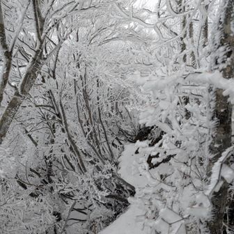 斜面によっては雪残っています。
霧氷も凄いよ❄️