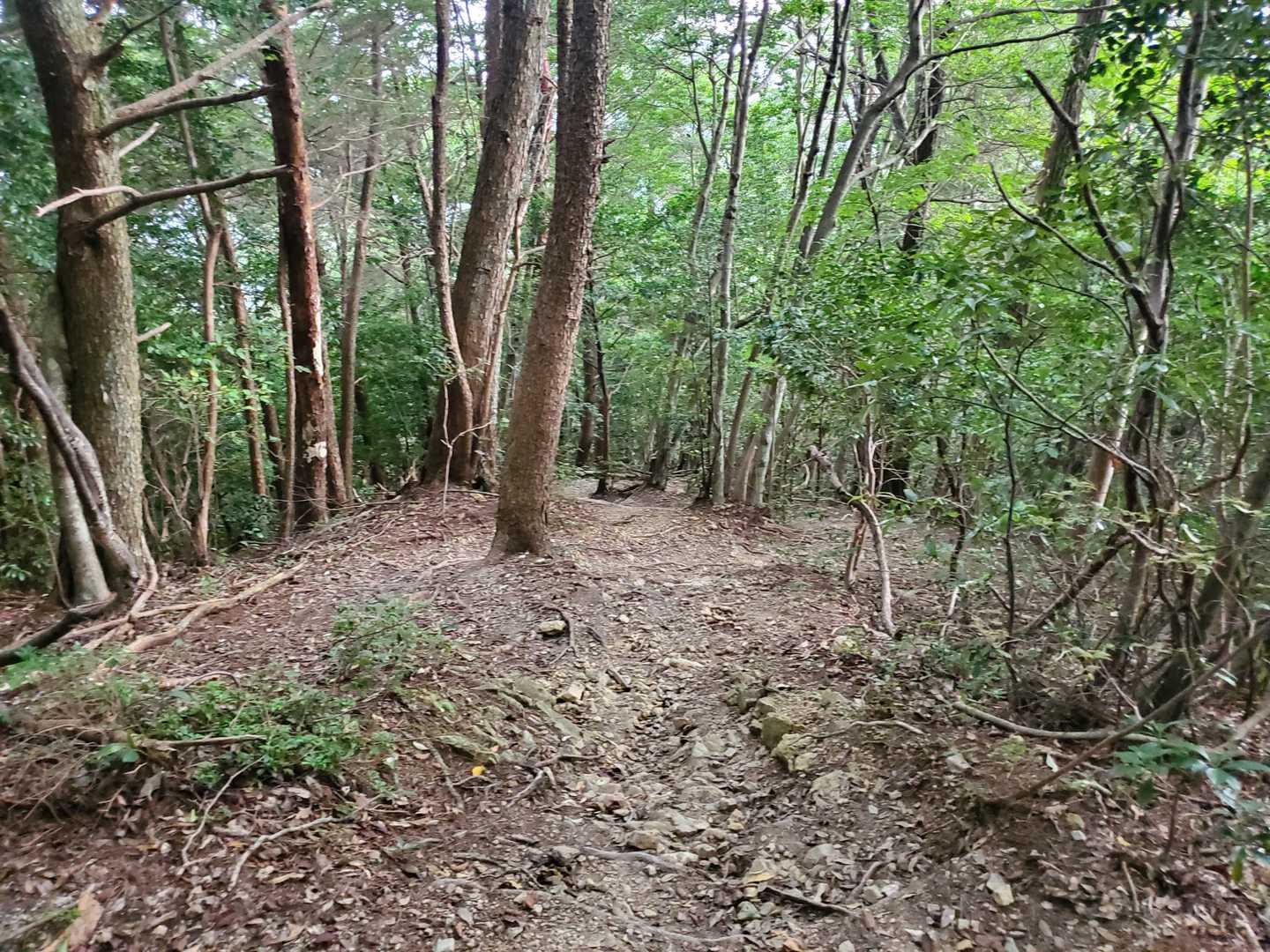 さて、下りも軽快に行きまーす👣