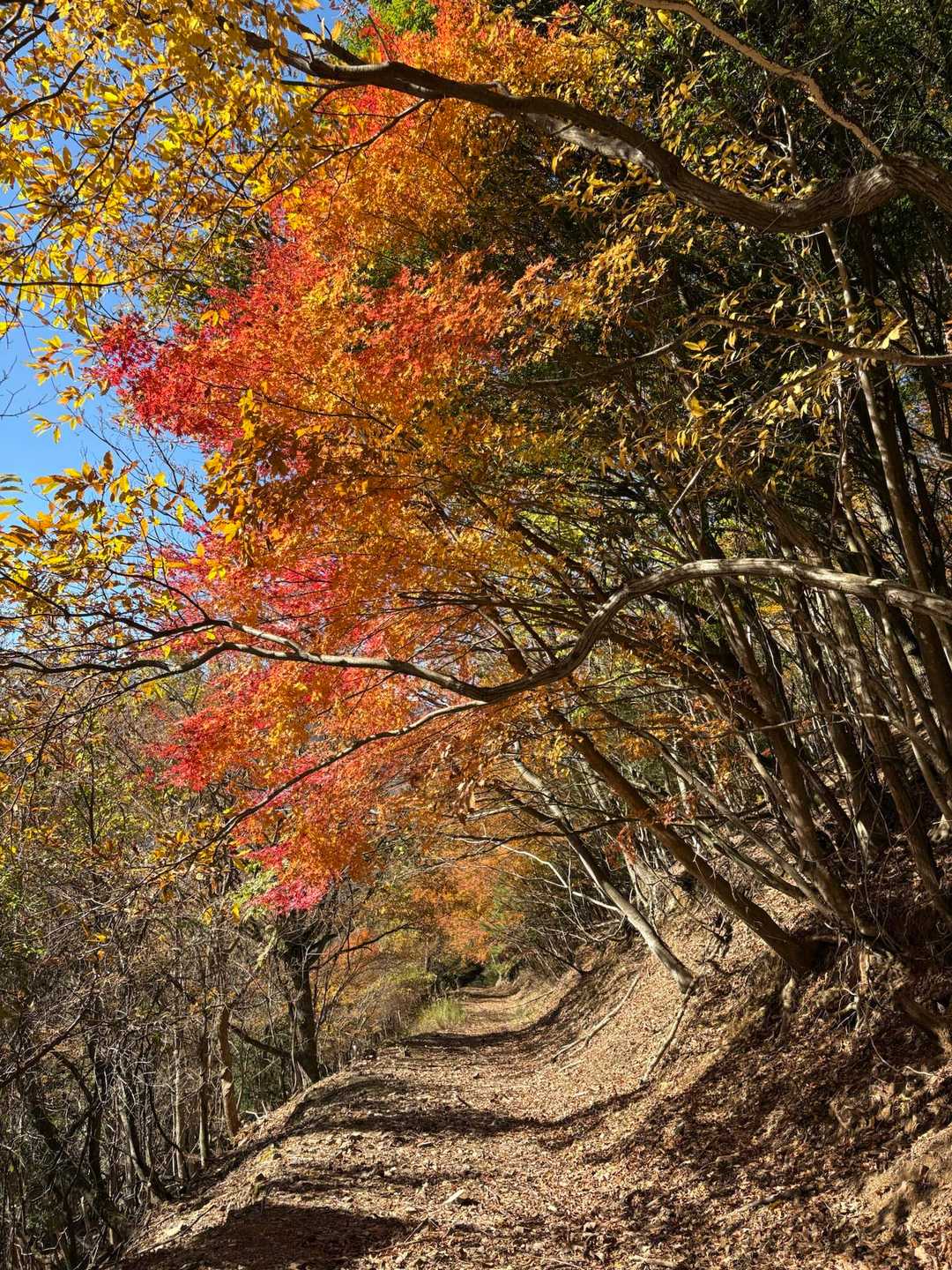 🍁