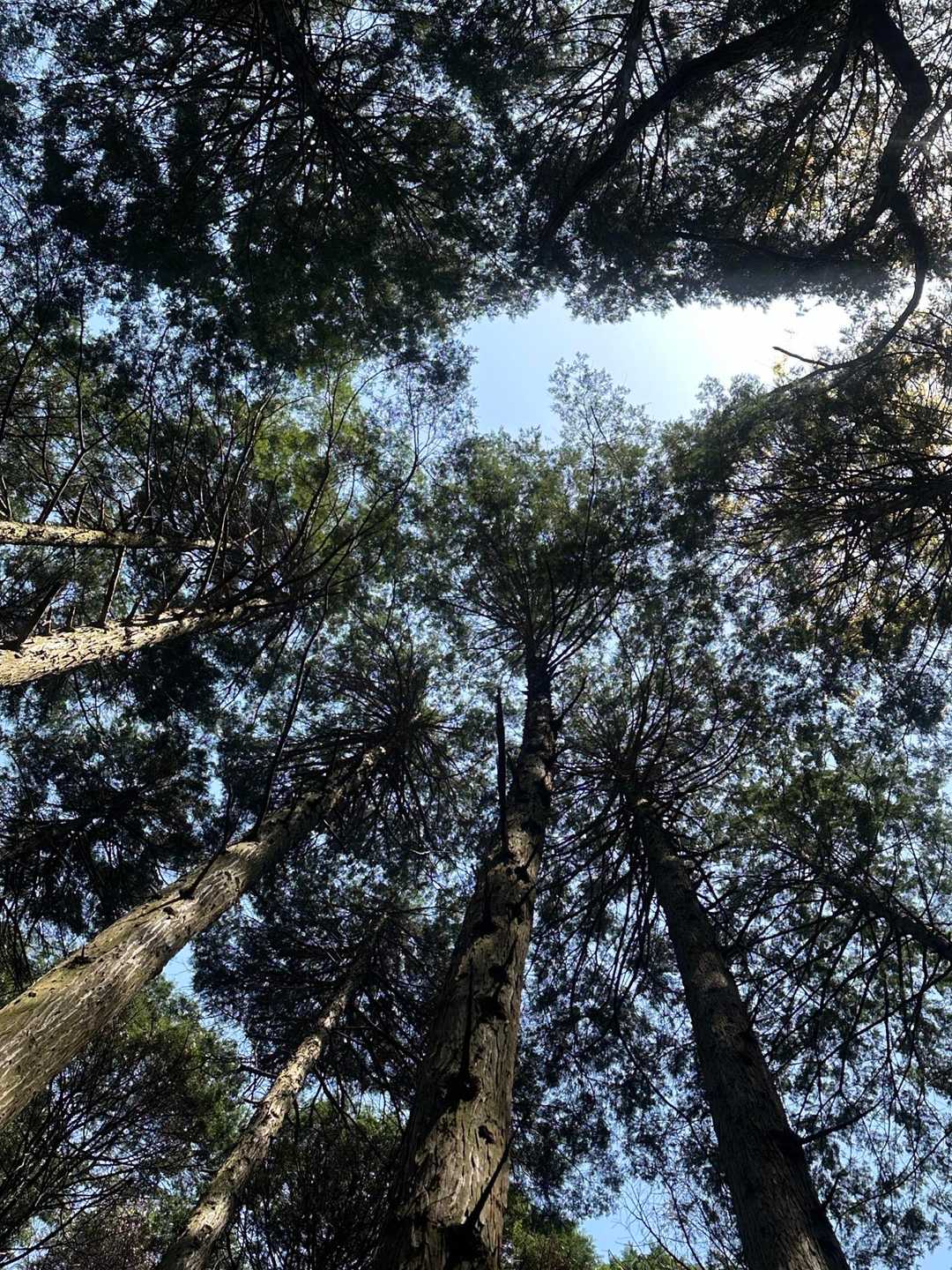 綺麗な鳴き声を聴かせてくれます🐦
姿は見えず☺️