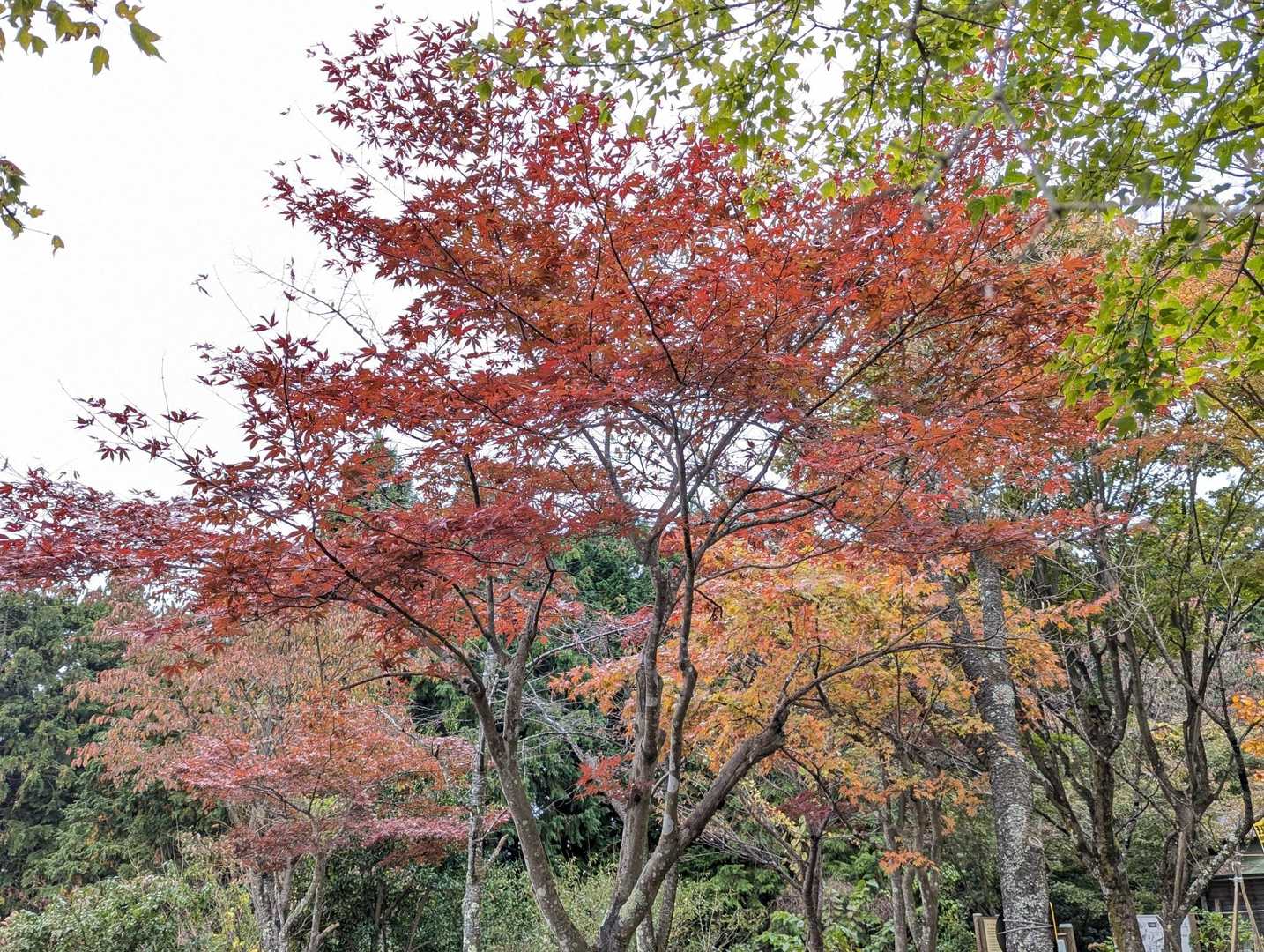 奥高尾縦走コース（陣馬山-堂所山-景信山-小仏峠-城山-高尾山）の写真