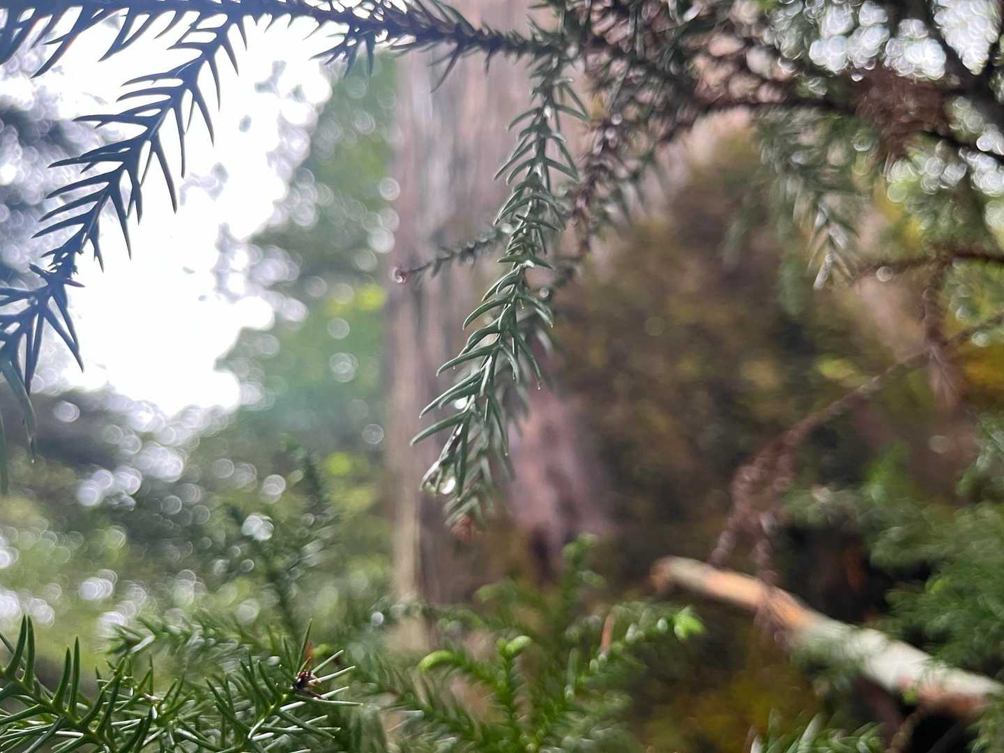 雨上がりの好物✨ガイドさんに写真の撮り方も教えてもらいました🤓