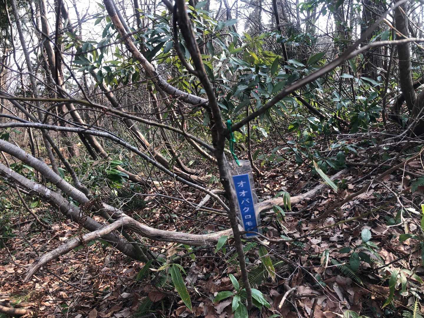 クロモジ
つまようじに
鑑賞用です。