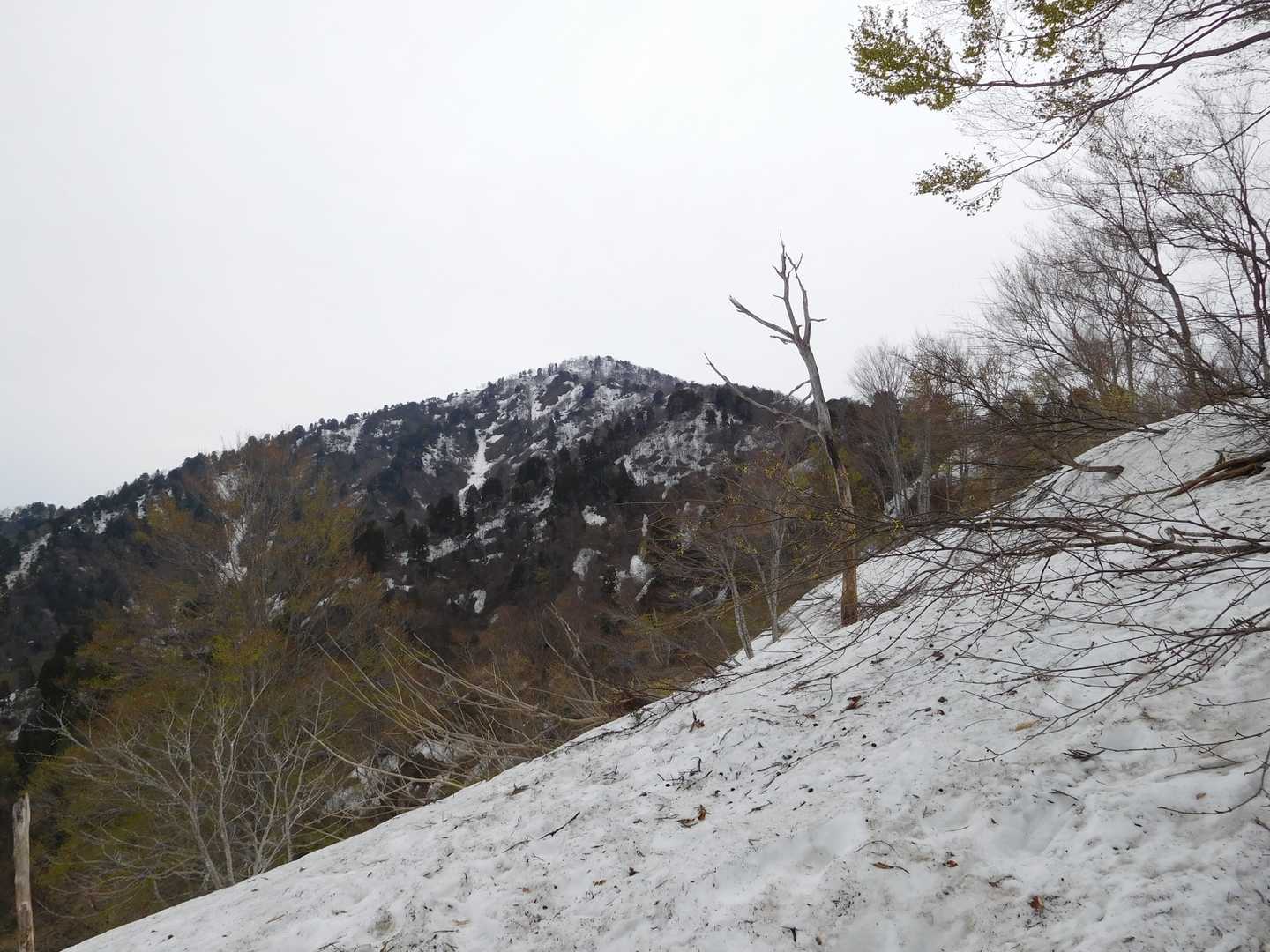 大倉山 往復コースの写真