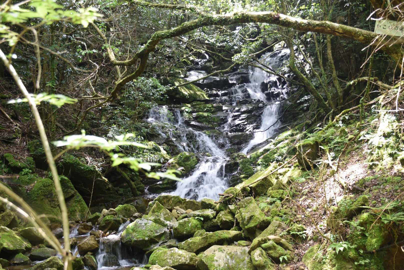 正面登山口-尾鈴山 往復コースの写真