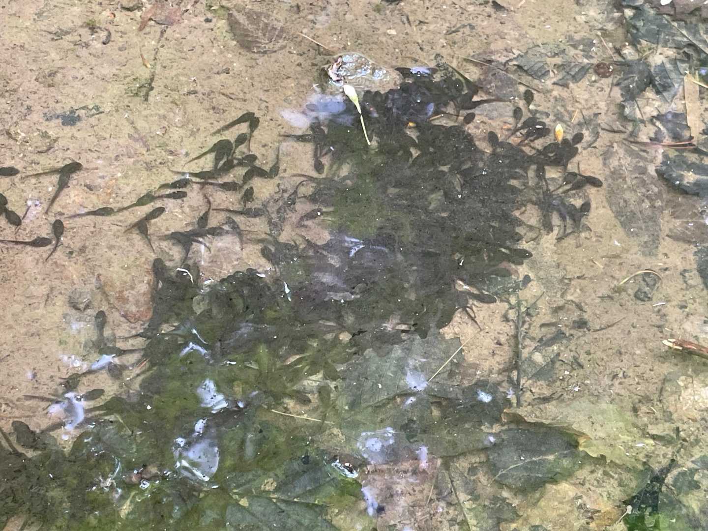 今年もおたまがたくさんいました。