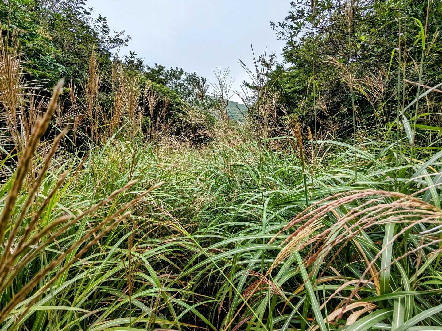 背丈ほどの藪💦
藪漕ぎは嫌いだけど、ずーっと花が咲いてて飽きないよ😚