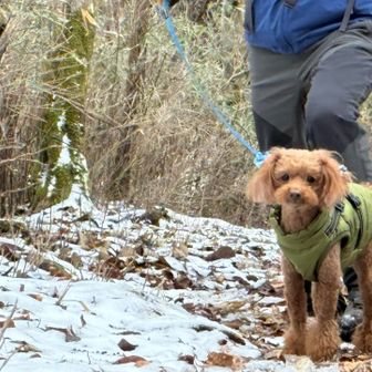 たまに立ち止まる🐶