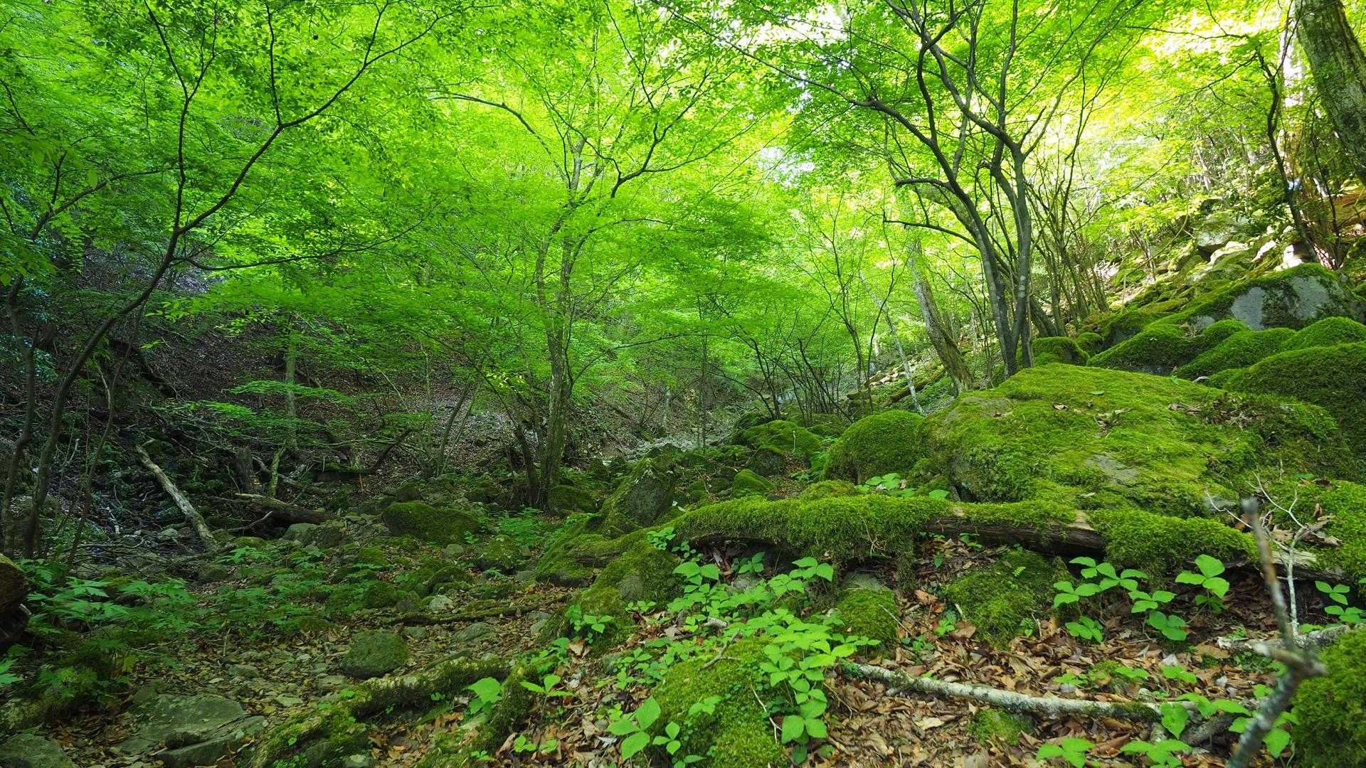 求菩提資料館前バス停-釈迦岳-犬ヶ岳-世須岳-求菩提山 周回コースの写真