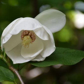 気ままな山登り