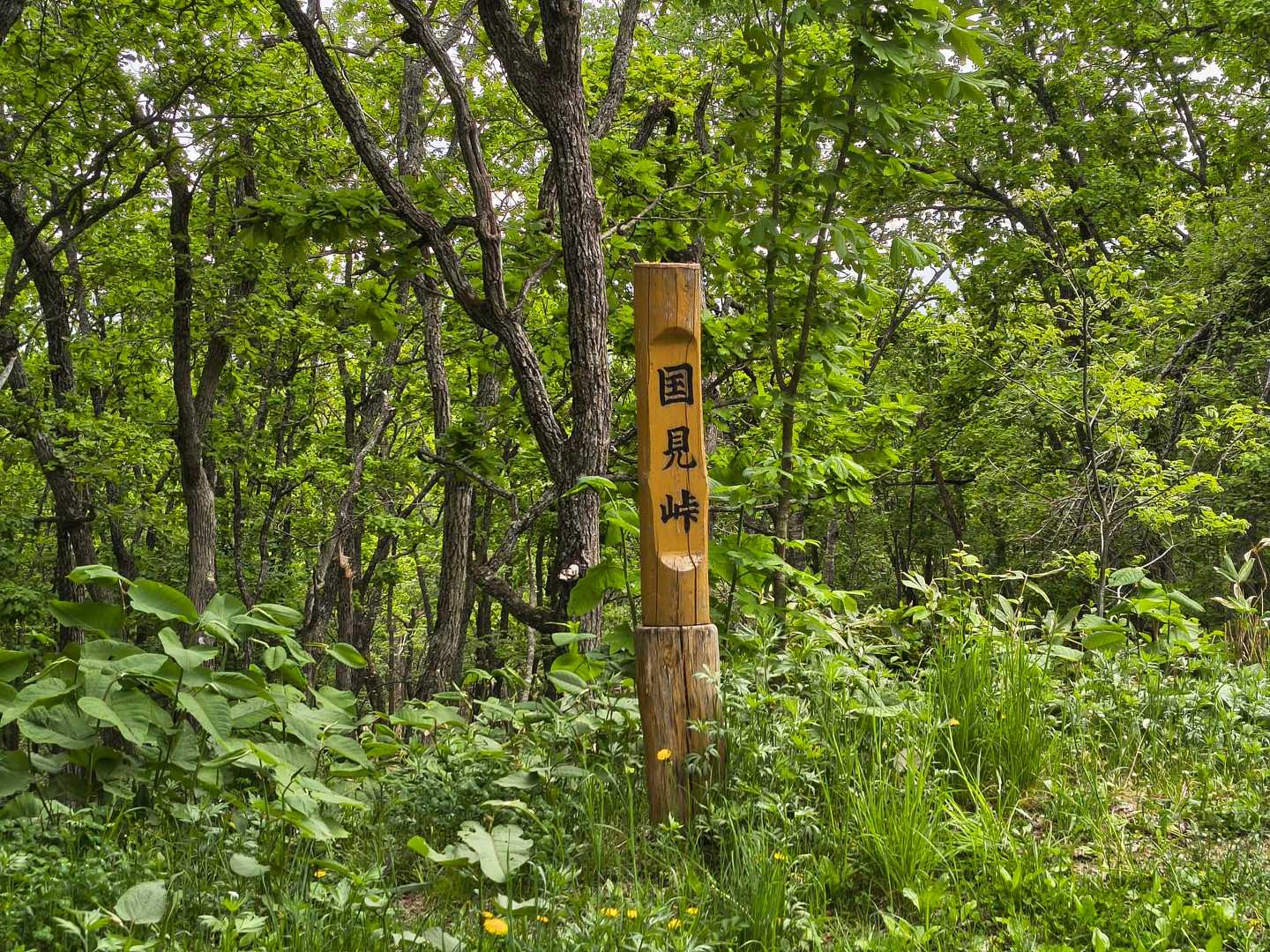 今日はここで折り返しすることに決めました☝️
ムリはせんのです、ムリは。