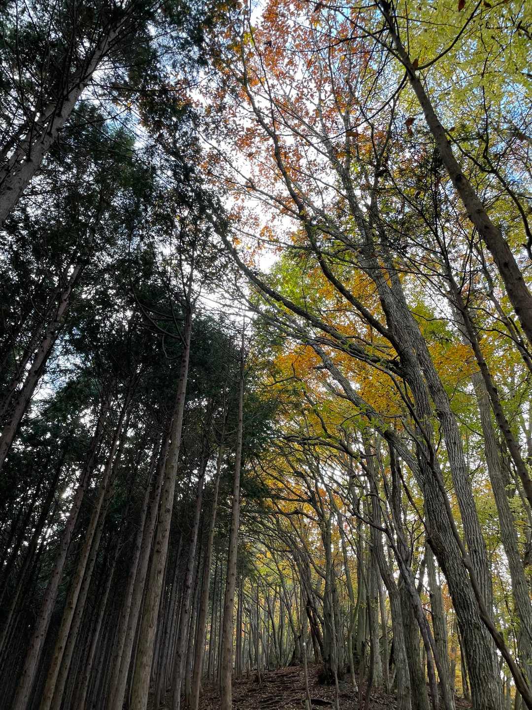 常緑樹と紅葉樹の境界