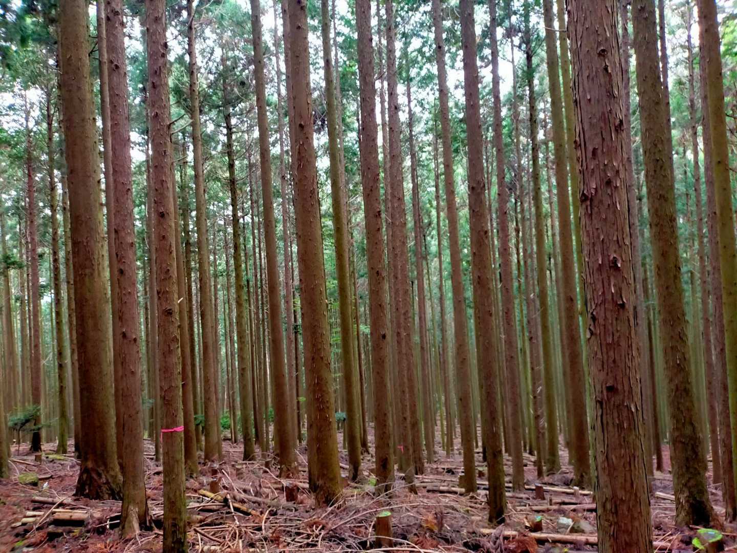 仏坂峠-鞍掛山-かしやげ峠 縦走コースの写真