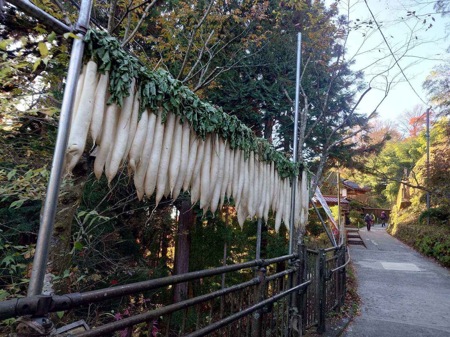 大根干してあったよ…凄い😲