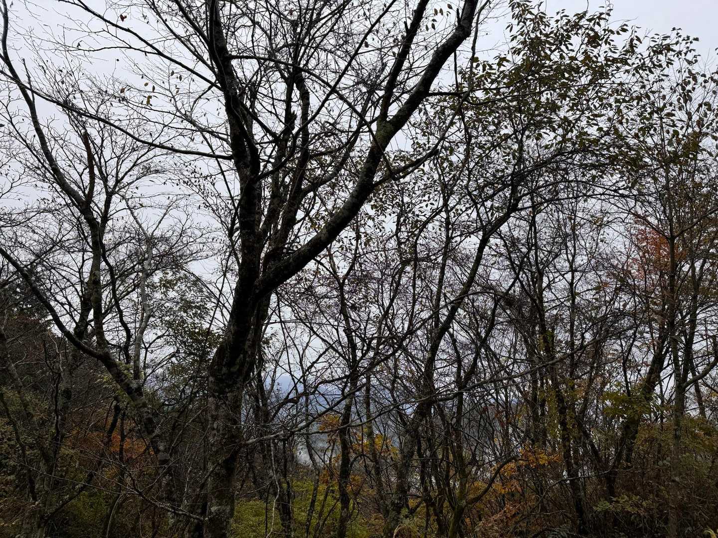 三国峠-鉄砲木ノ頭-三国山 周回コースの写真