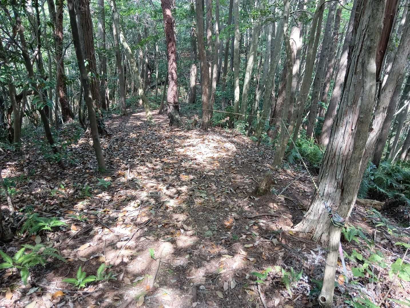 尾根ルートを