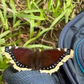 わーーー！すごい！🦋

キベリタテハ（黄縁立羽）は、日本全体で見ると「本州では生息地が限られるため珍しいが、北海道では比較的よく見られる」という特徴を持つ蝶です。その美しさから「高原の貴婦人」とも称され、愛好家の間で非常に人気があります

とても綺麗でした🦋

最後駐車場でも青い綺麗な蝶々が見れました
なかなか止まってくれず写真に収めることができなかった🦋