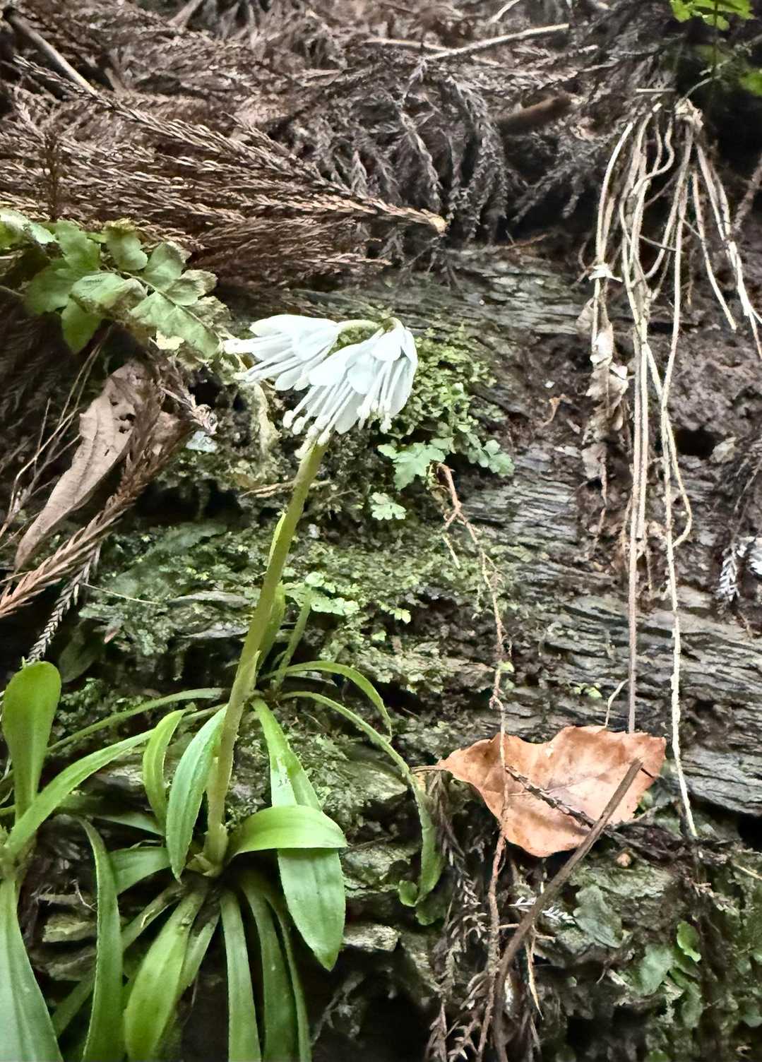 ショウジョウバカマの白
