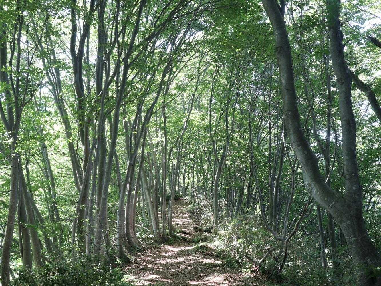 負釣山 往復コースの写真